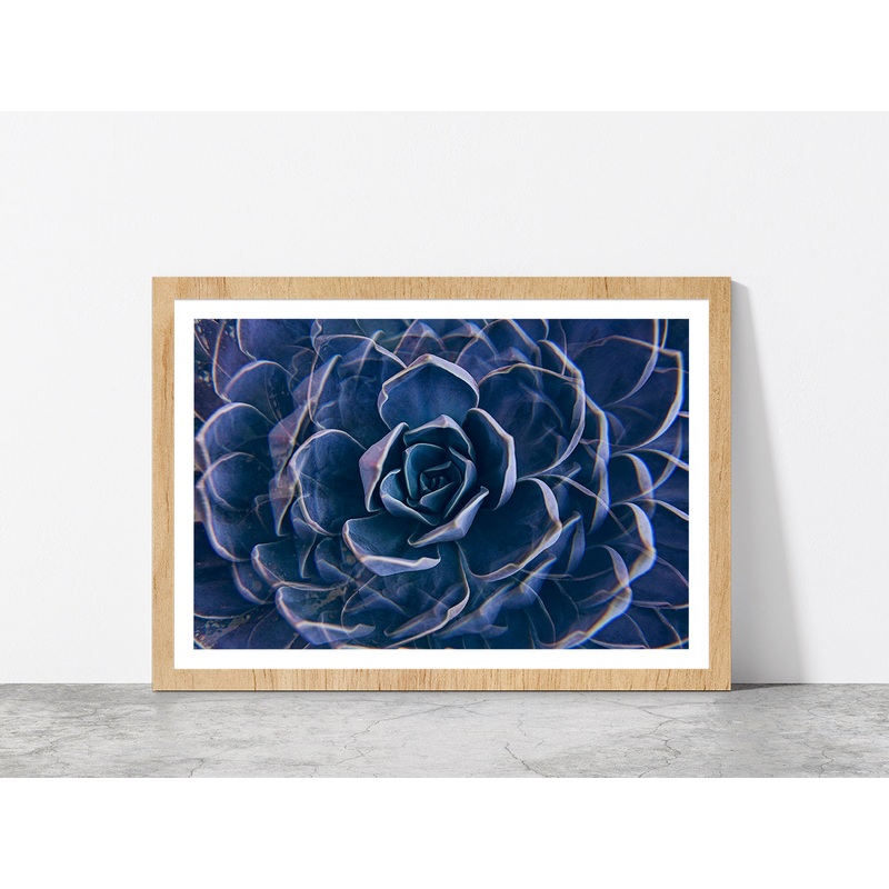 Succulent Rock Rose Closeup Glass Framed Wall Art, Ready to Hang Quality Print