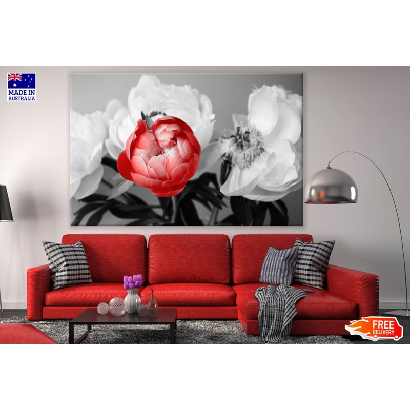 Red Peony Flowers B&W  Closeup Photograph Print 100% Australian Made