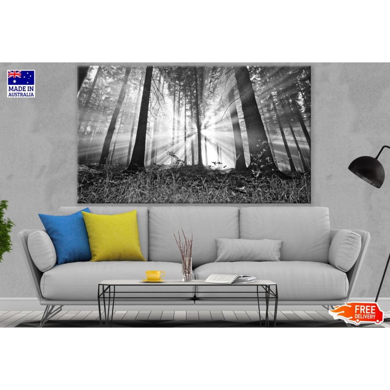 Sunrays Through Forest B&W Photograph Print 100% Australian Made