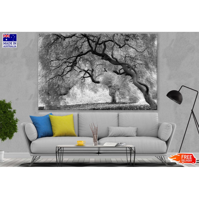 B&W Trees Forest Photograph Print 100% Australian Made