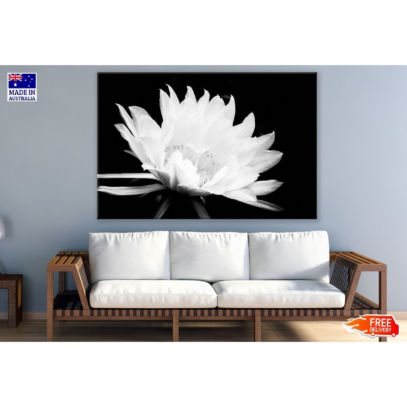 Blooming Protea Flower B&W Photograph Print 100% Australian Made