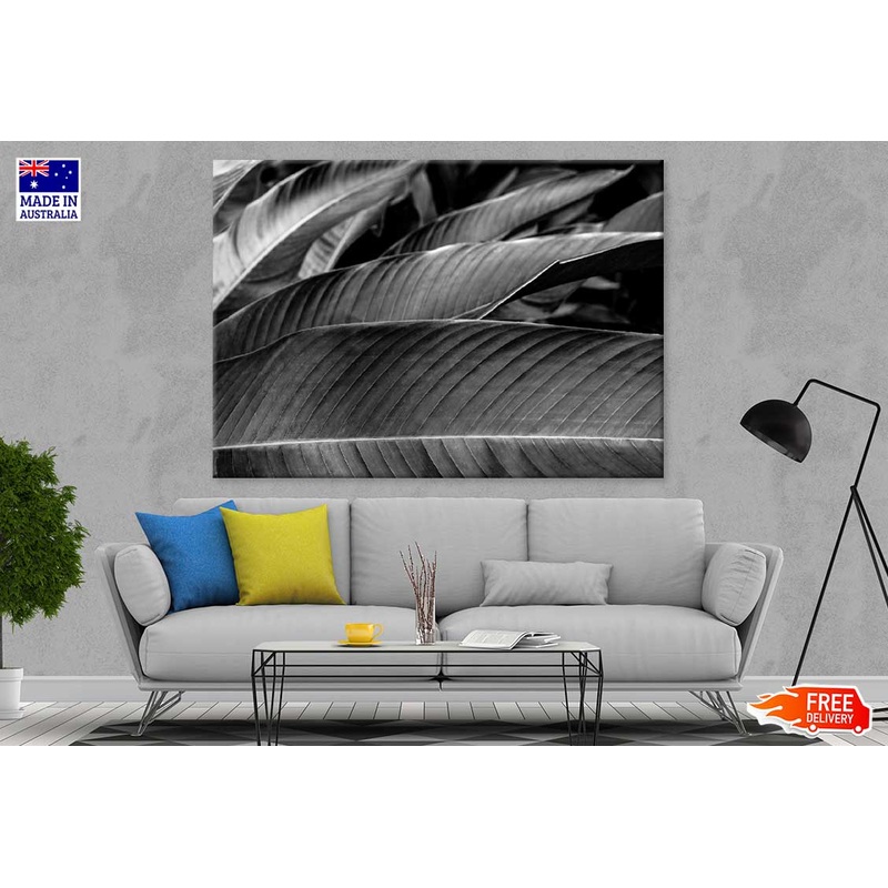 Banana Palm Leaf B&W Photograph Print 100% Australian Made