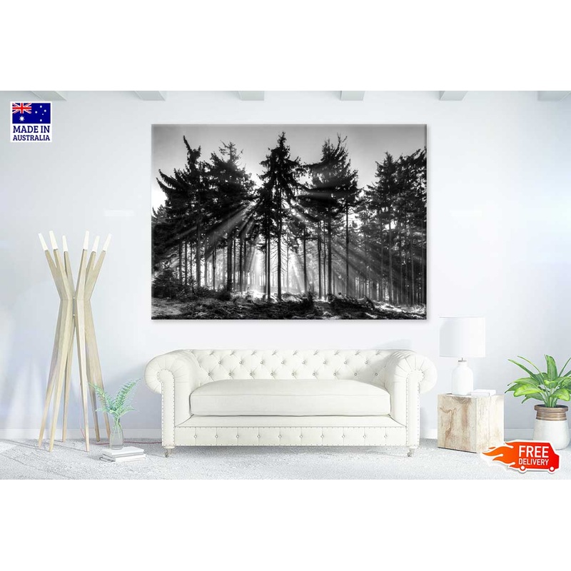 Forest Tree Sunrise B&W Scenery Photograph Print 100% Australian Made