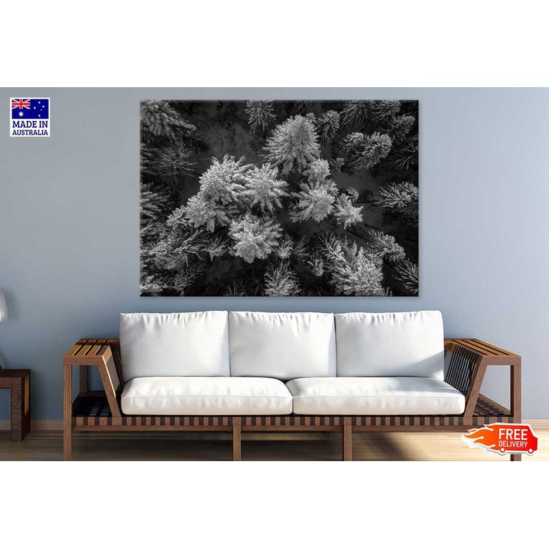 Pine Branch View B&W Photograph Print 100% Australian Made