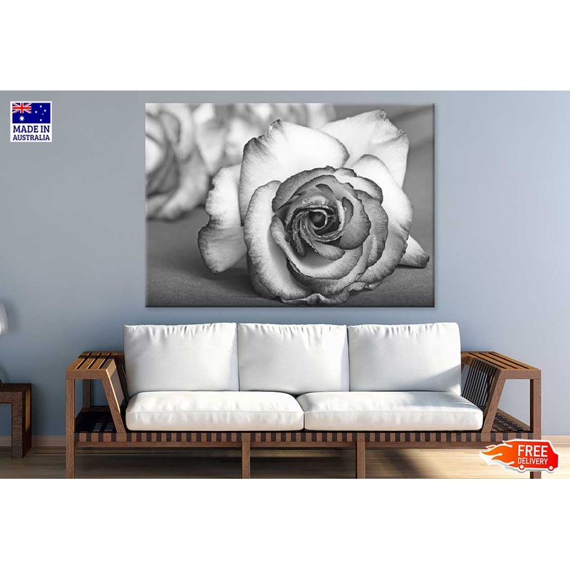 Rose Flower View B&W Photograph Print 100% Australian Made