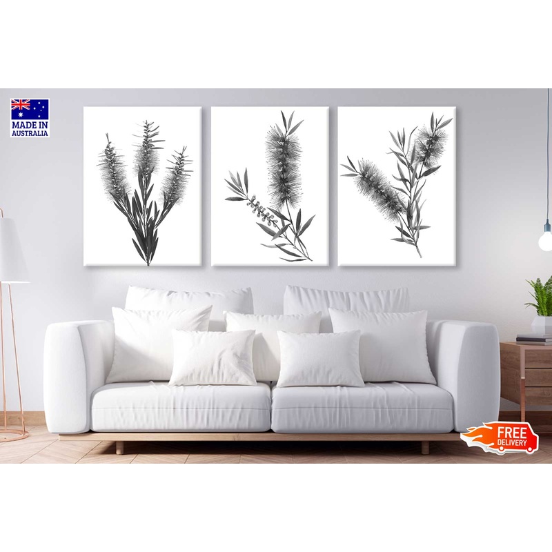 3 Set of B&W Bottle Brush Flowers Photograph High Quality Print 100% Australian Made Wall Canvas Ready to Hang