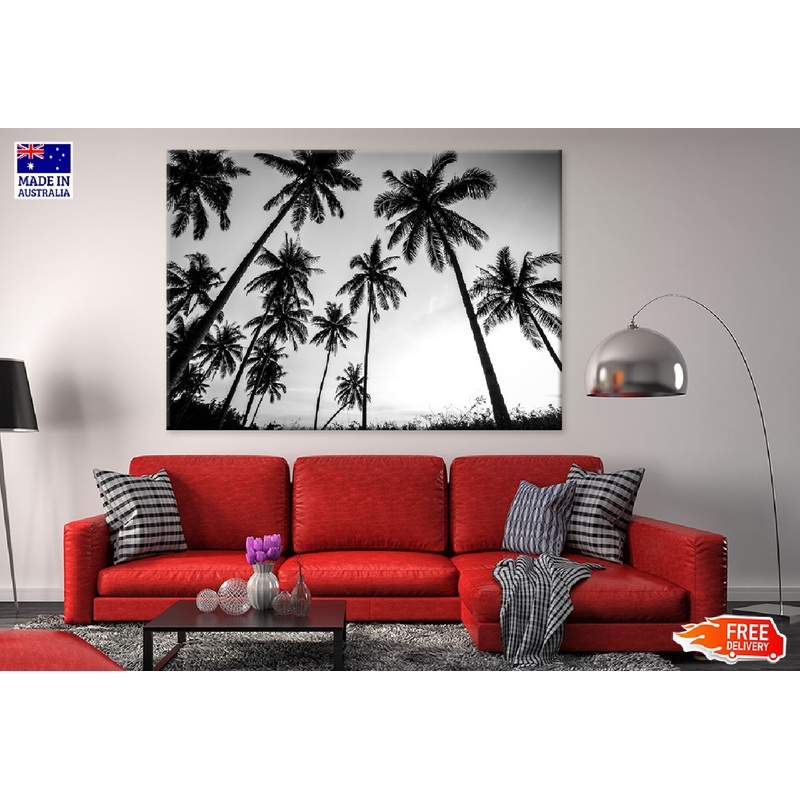 Coconut Palm Tree B&W Photograph Print 100% Australian Made