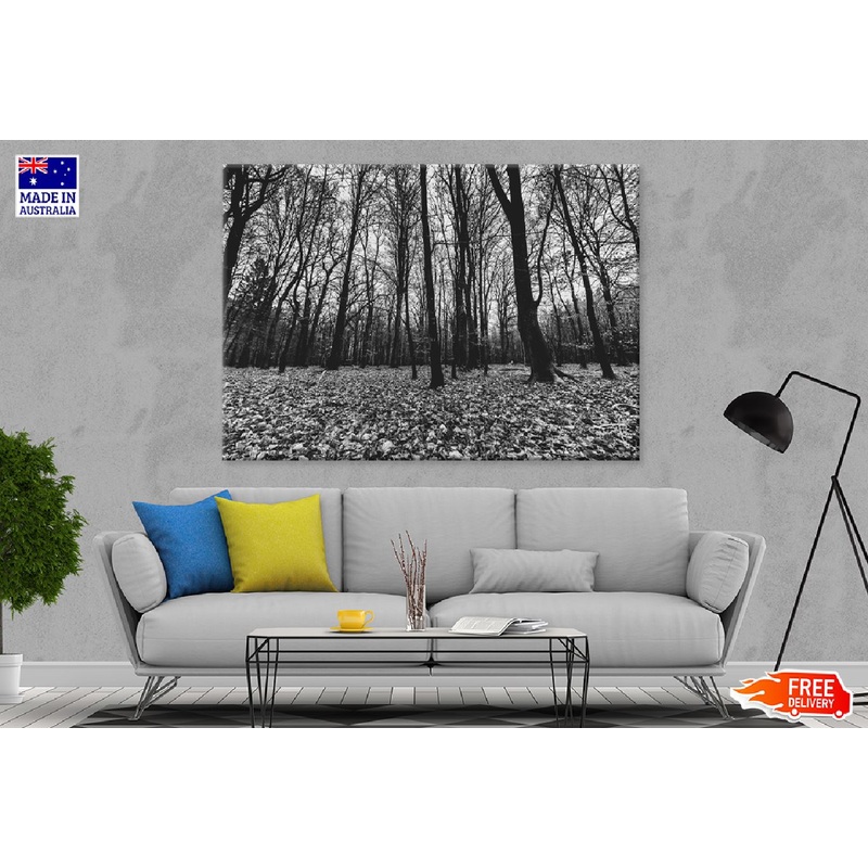 Creepy Forest B&W View Photograph Print 100% Australian Made