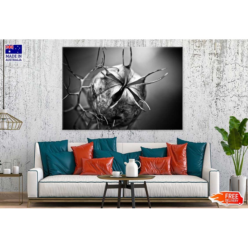 Nigella Closeup B&W View Photograph Print 100% Australian Made