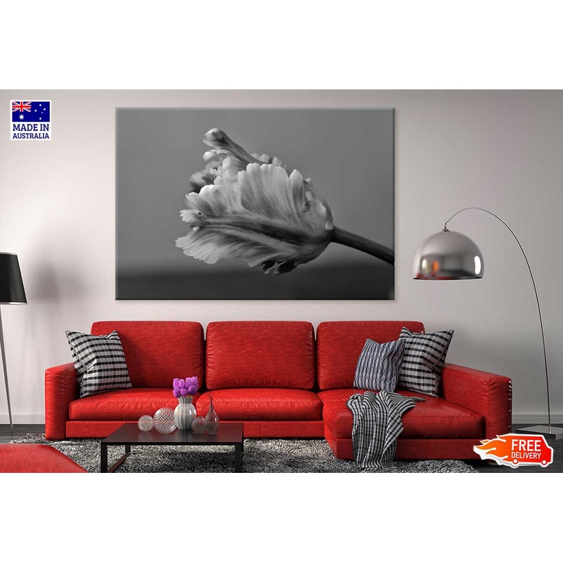 Parrot Tulip B&W View Photograph Print 100% Australian Made