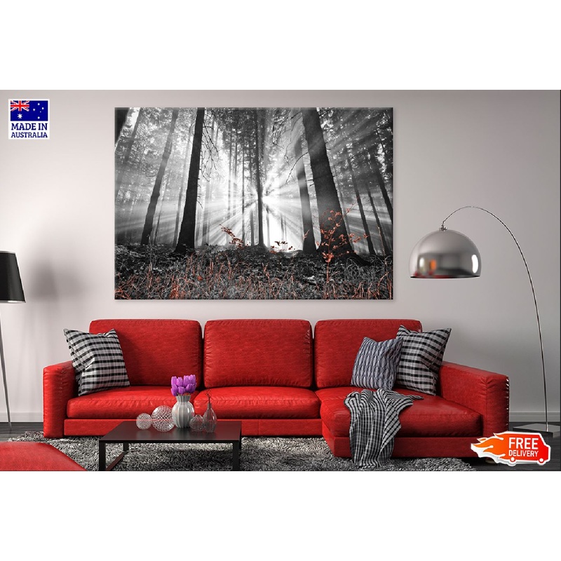 Sunshine Through Trees B&W View Photograph Print 100% Australian Made