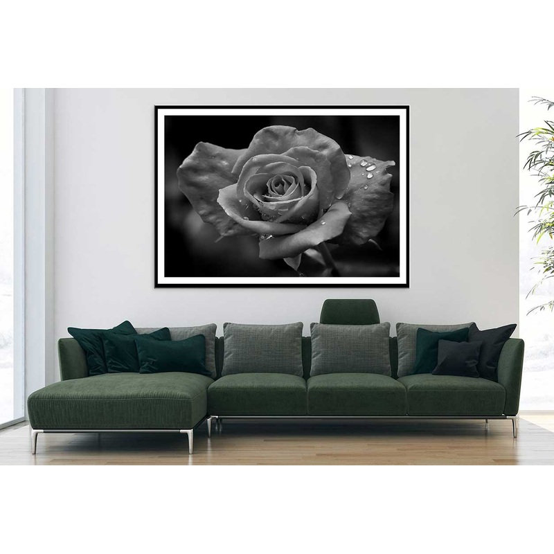 Water Drop on Rose B&W Photogrpah Home Decor Premium Quality Poster Print Choose Your Sizes