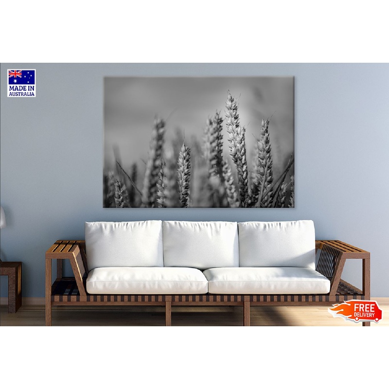 Wheat Plant Closeup B&W View Photograph Print 100% Australian Made