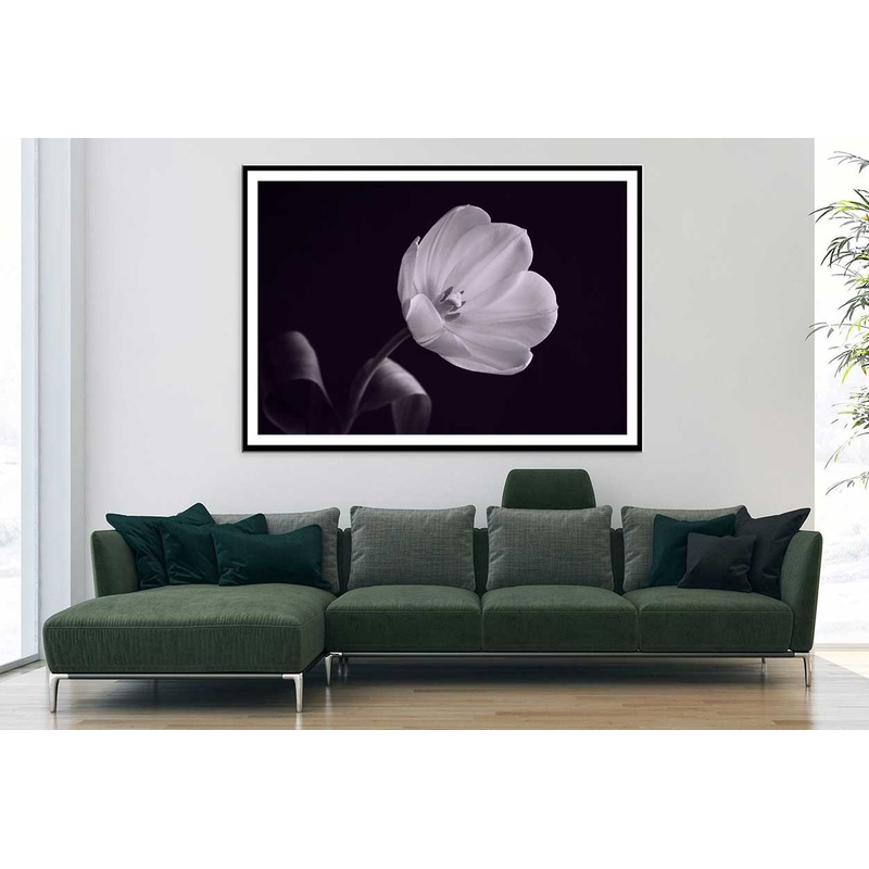 White Tulip on Dark B&W View Photograph Home Decor Premium Quality Poster Print Choose Your Sizes