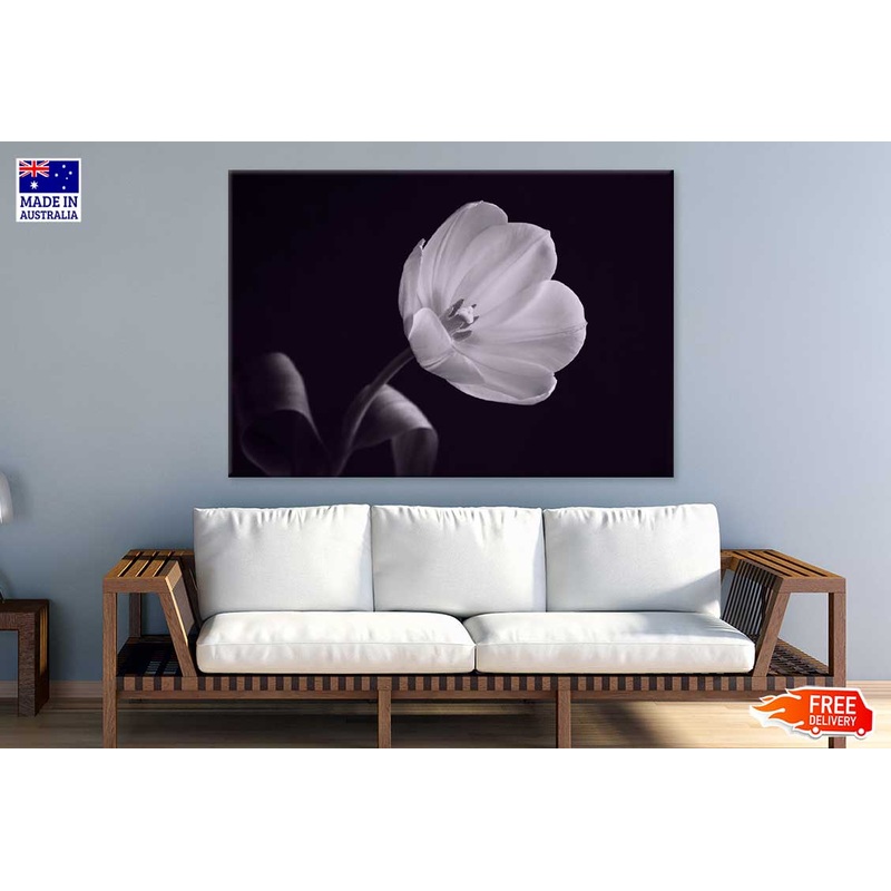 White Tulip on Dark B&W View Photograph Print 100% Australian Made