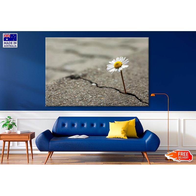 Beautiful Flower Growing Out of Crack in Asphalt Wall Art Decor 100% Australian Made
