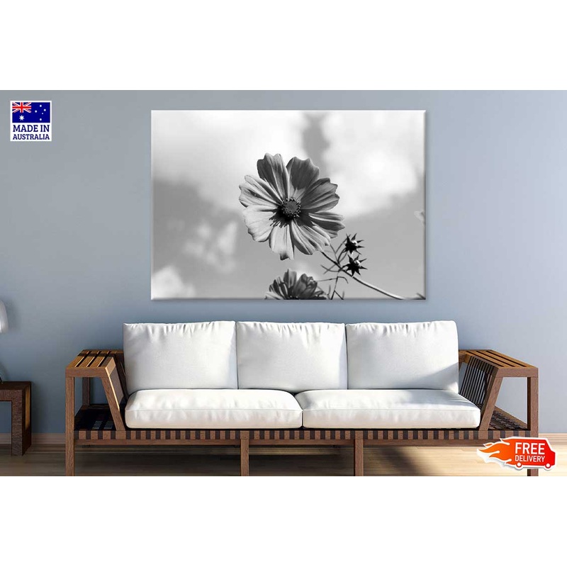 Cosmos Flower Closeup B&W View Photograph Print 100% Australian Made
