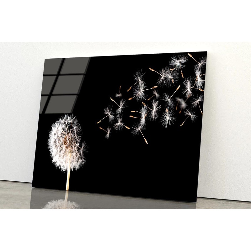 Dandelion On Black Background Acrylic Glass Print Tempered Glass Wall Art 100% Made in Australia Ready to Hang