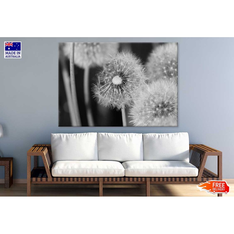 Dandelions Closeup B&W Photograph Print 100% Australian Made