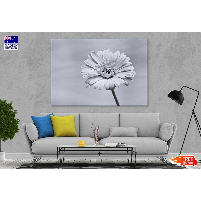 Gerbera Flower Closeup B&W View Photograph Print 100% Australian Made