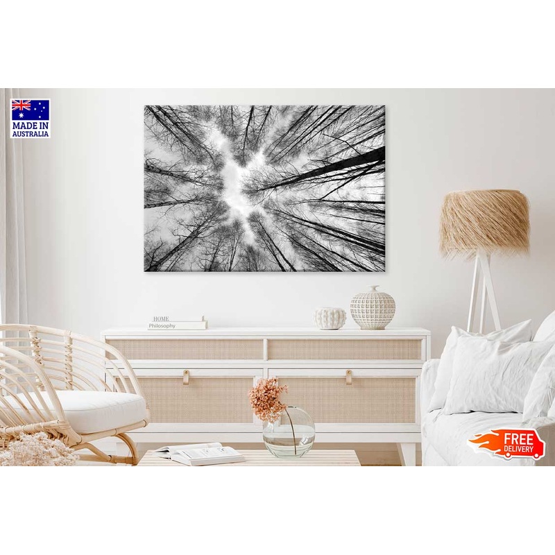 Large Leafless Trees B&W Below View Photograph Print 100% Australian Made