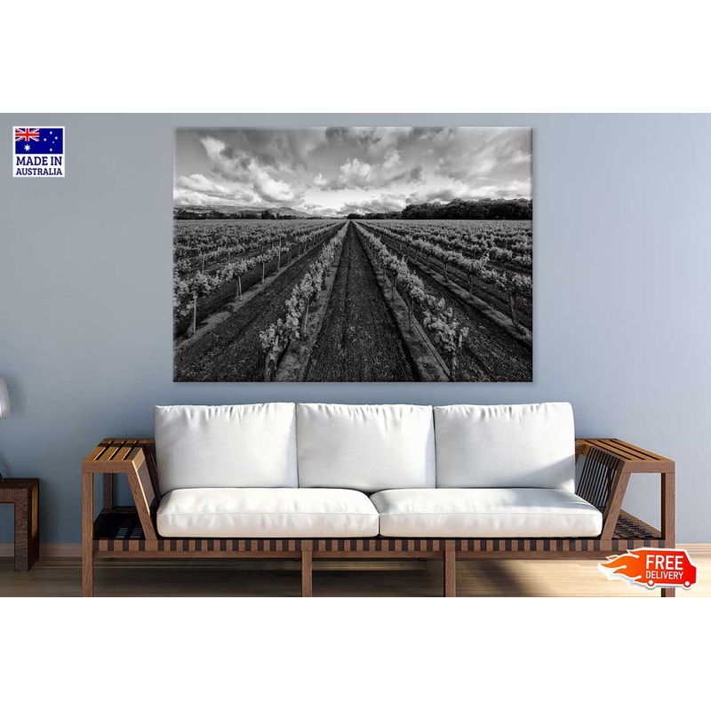 Vineyard View in Italy B&W Photograph Print 100% Australian Made