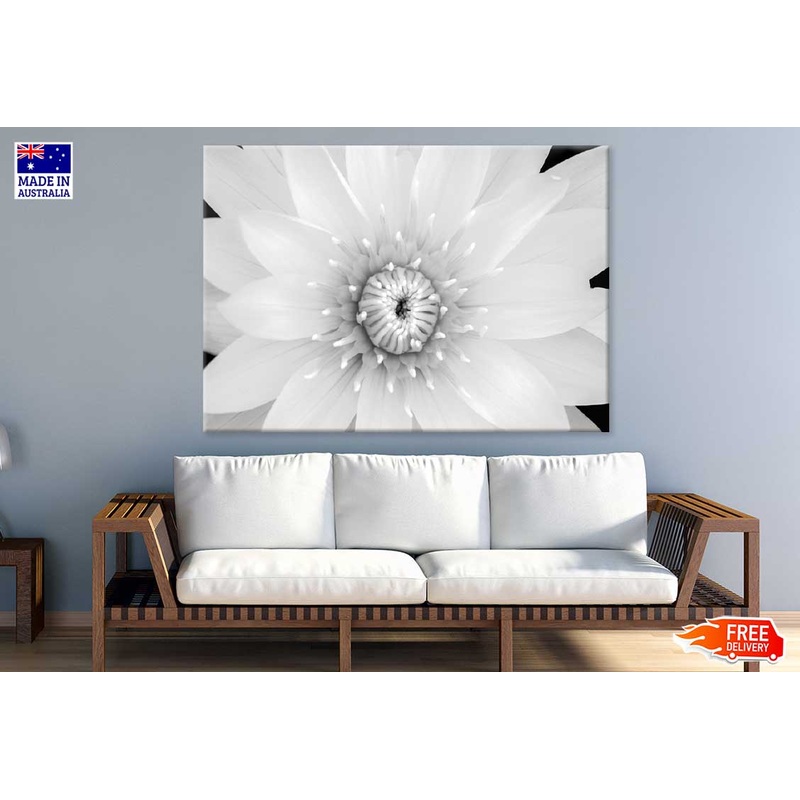 Water lily B&W View Photograph Print 100% Australian Made