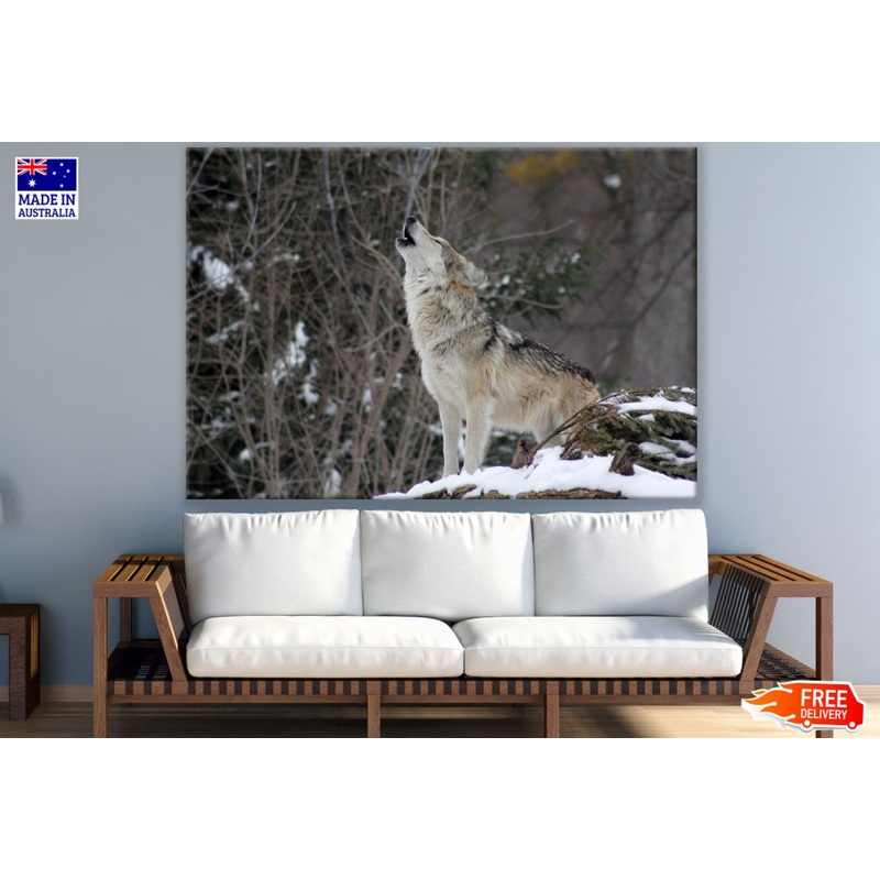 Wolf Hooting Closeup Photograph Print 100% Australian Made