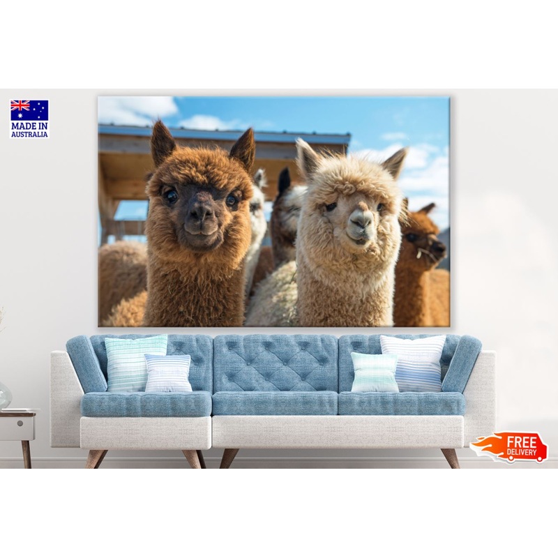 Alpacas Portrait Photograph Print 100% Australian Made