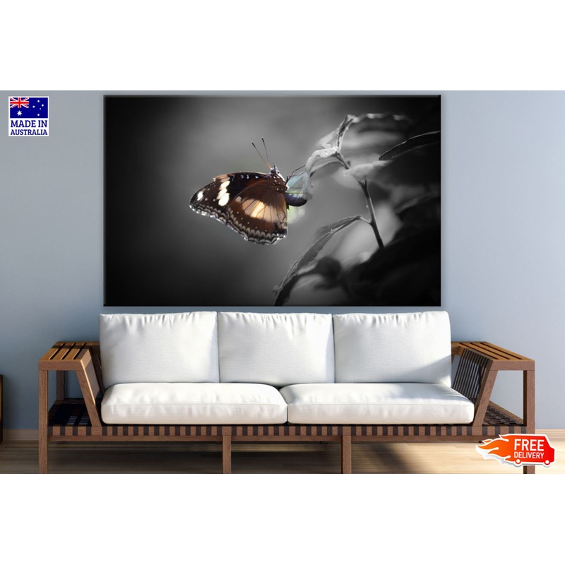 Butterfly Closeup Photograph Print 100% Australian Made