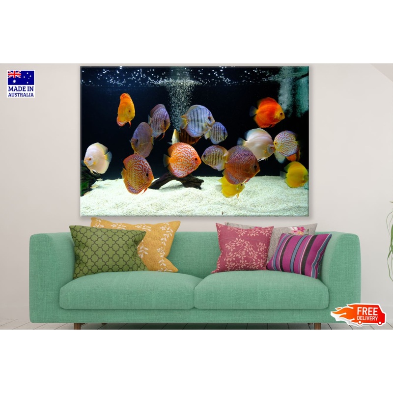 Colorful Fish in Tank Photograph Print 100% Australian Made