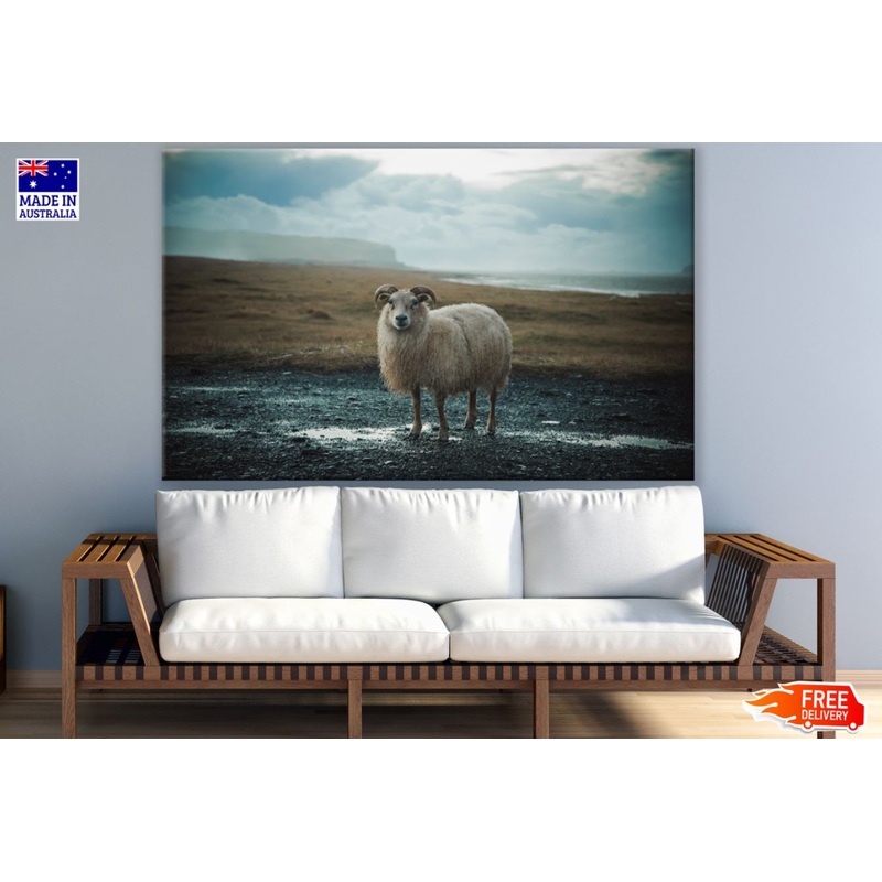 Sheep Staring Photograph View Print 100% Australian Made