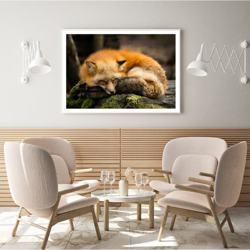 Sleeping Fox Closeup Photograph Home Decor Premium Quality Poster Print Choose Your Sizes