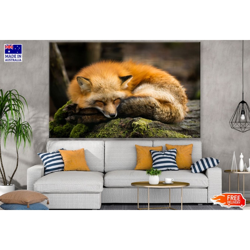 Sleeping Fox Closeup Photograph Print 100% Australian Made