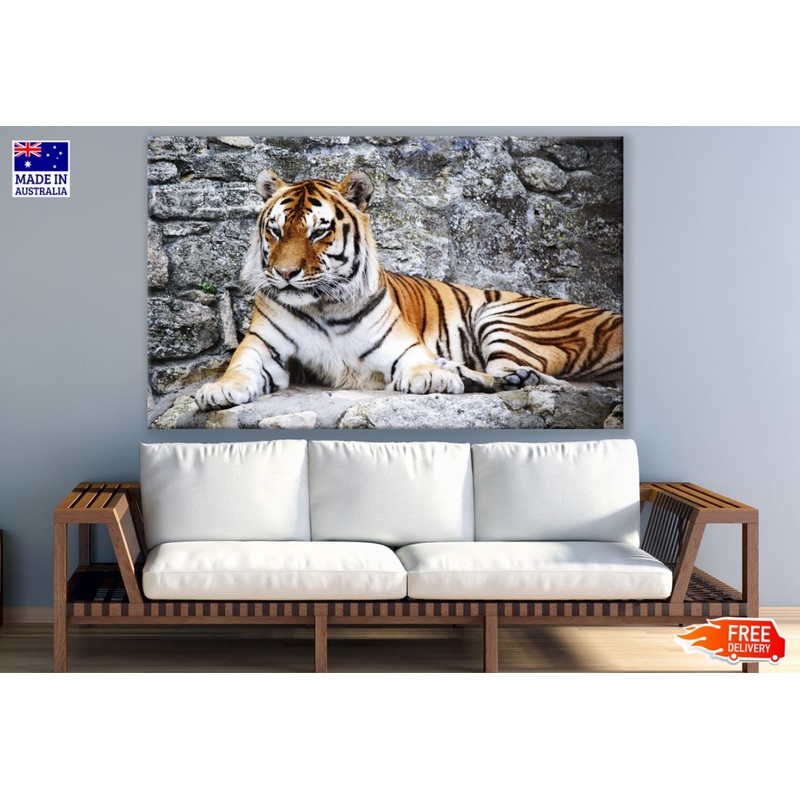 Tiger Sitting on Rock Photograph Print 100% Australian Made