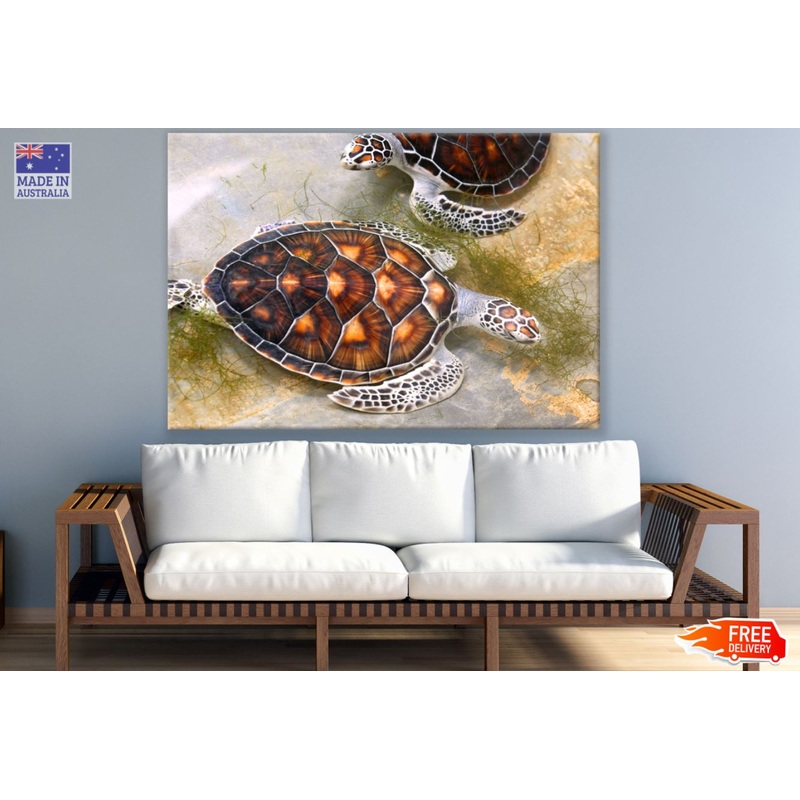 Turtles on Ground Photograph Print 100% Australian Made