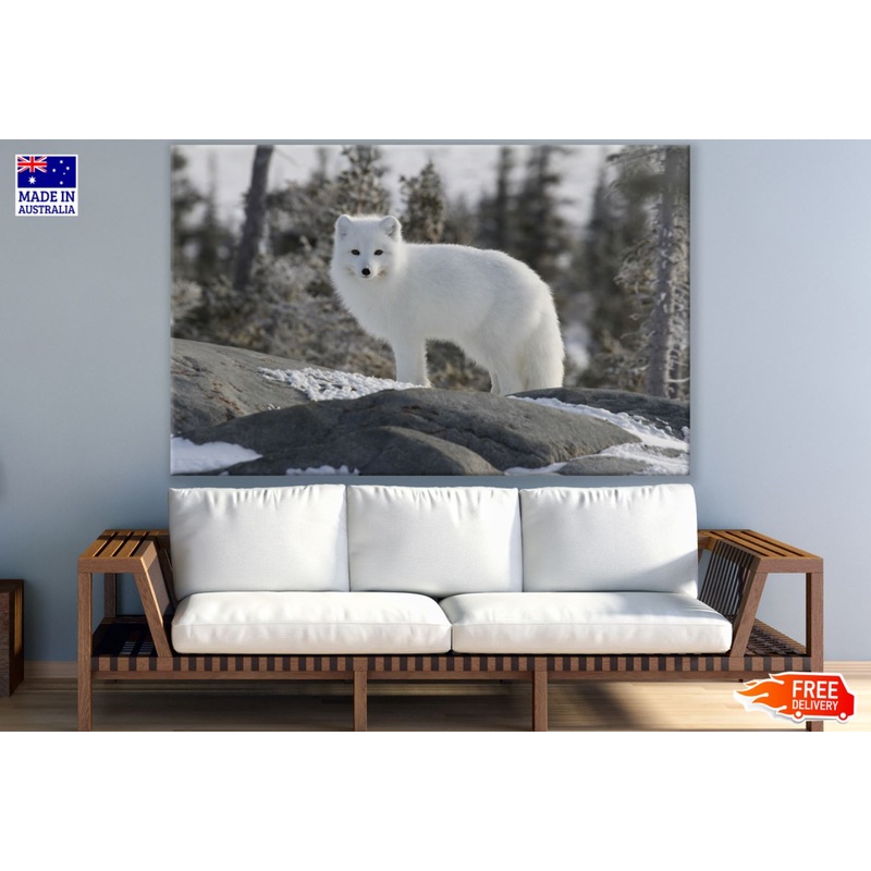 White Fox on Snow Photograph Print 100% Australian Made
