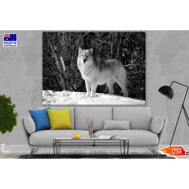 Wolf on Snow Photograph Print 100% Australian Made
