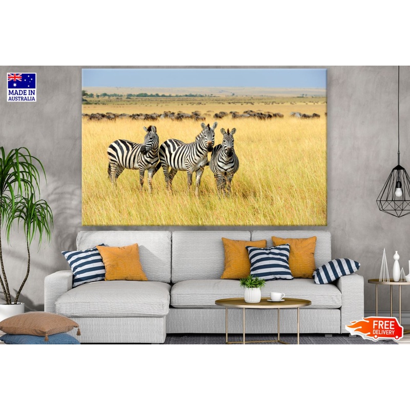 Zebras in Field Photograph Print 100% Australian Made