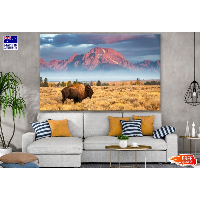 Bison Cow in Grass Field View Print 100% Australian Made