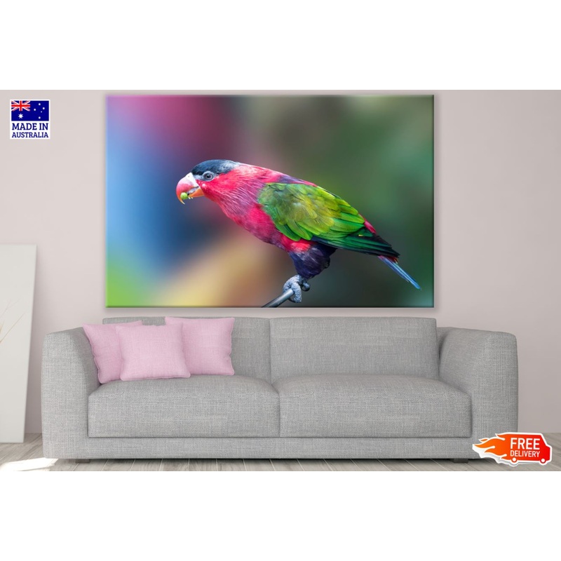 Colorful Bird Closeup Photograph Print 100% Australian Made