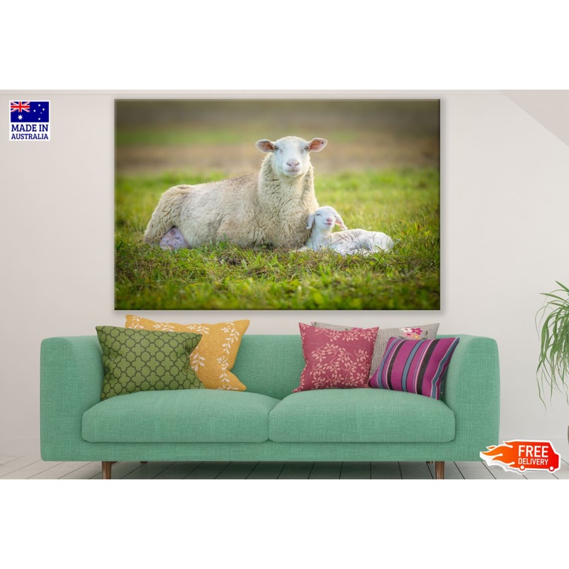 Sheep & Lamb on Grass Photograph Print 100% Australian Made
