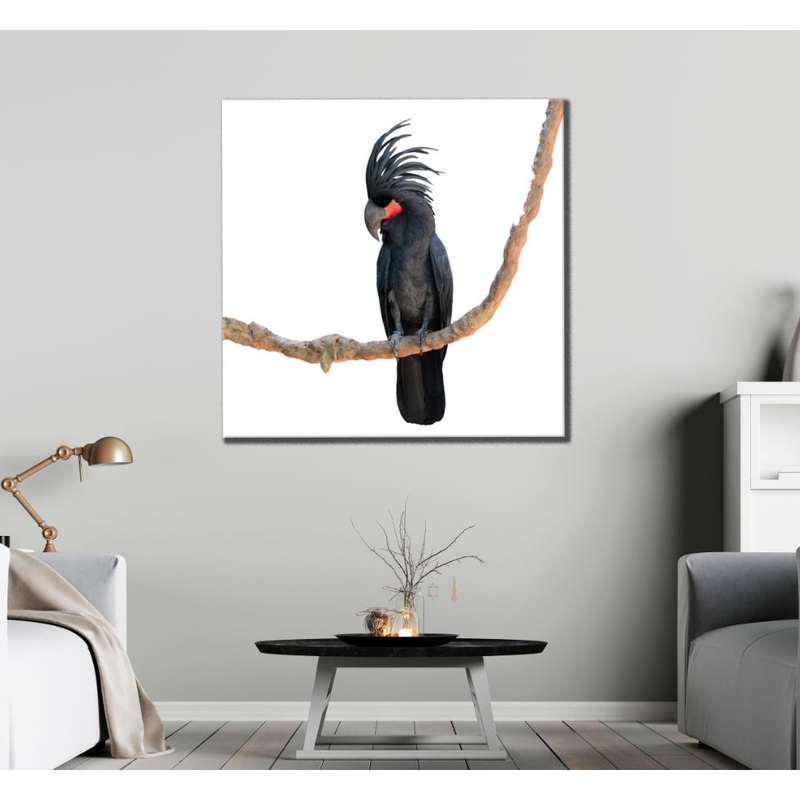 Square Canvas Black Cockatoo Bird Closeup High Quality Print 100% Australian Made