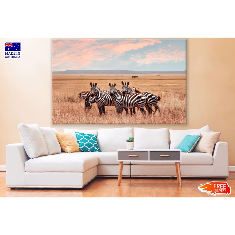 Zebras in Grass Field Photograph Print 100% Australian Made