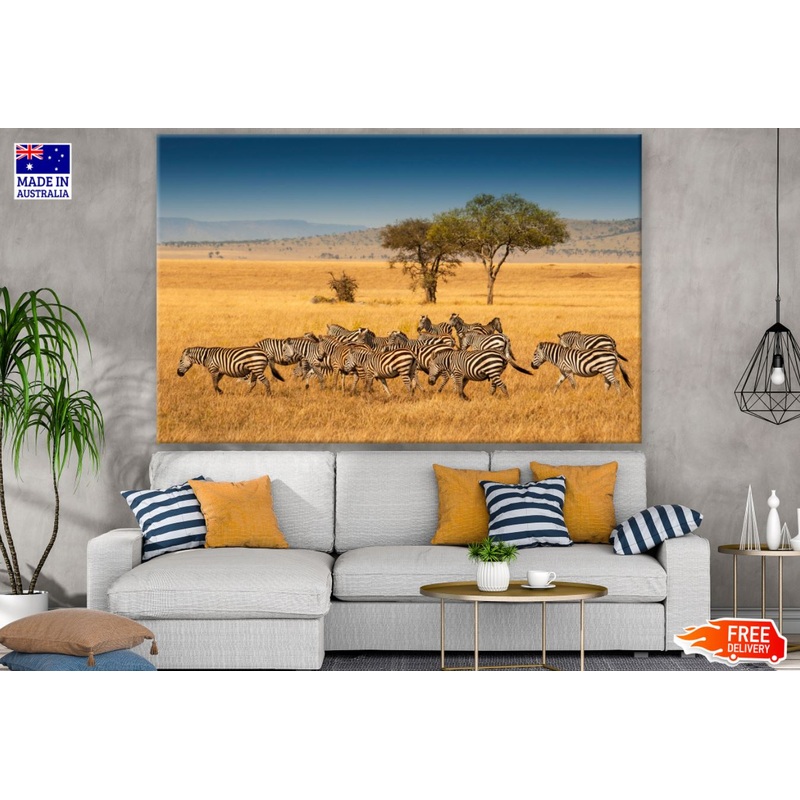 Zebras Running Photograph Print 100% Australian Made