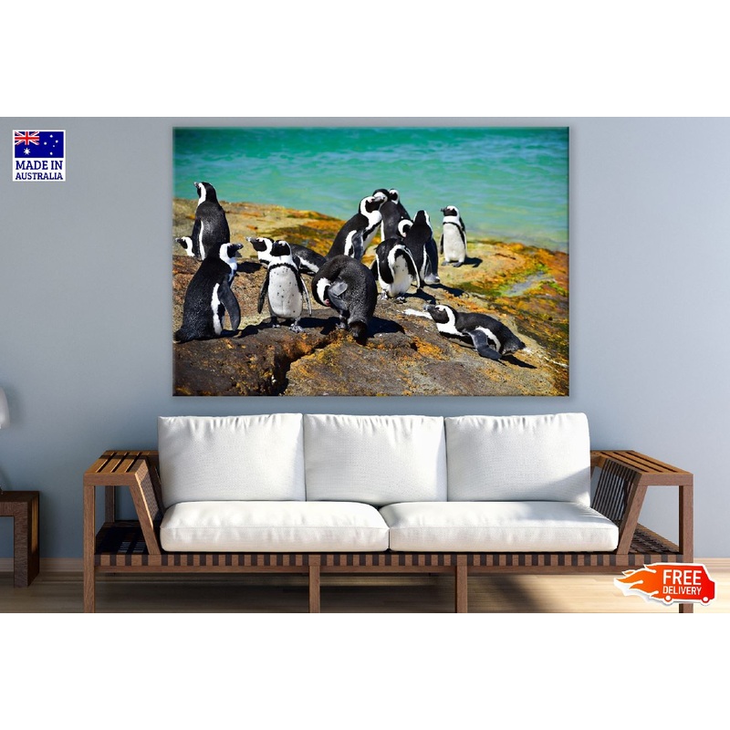 African Penguin Standing on Shore Photograph Print 100% Australian Made