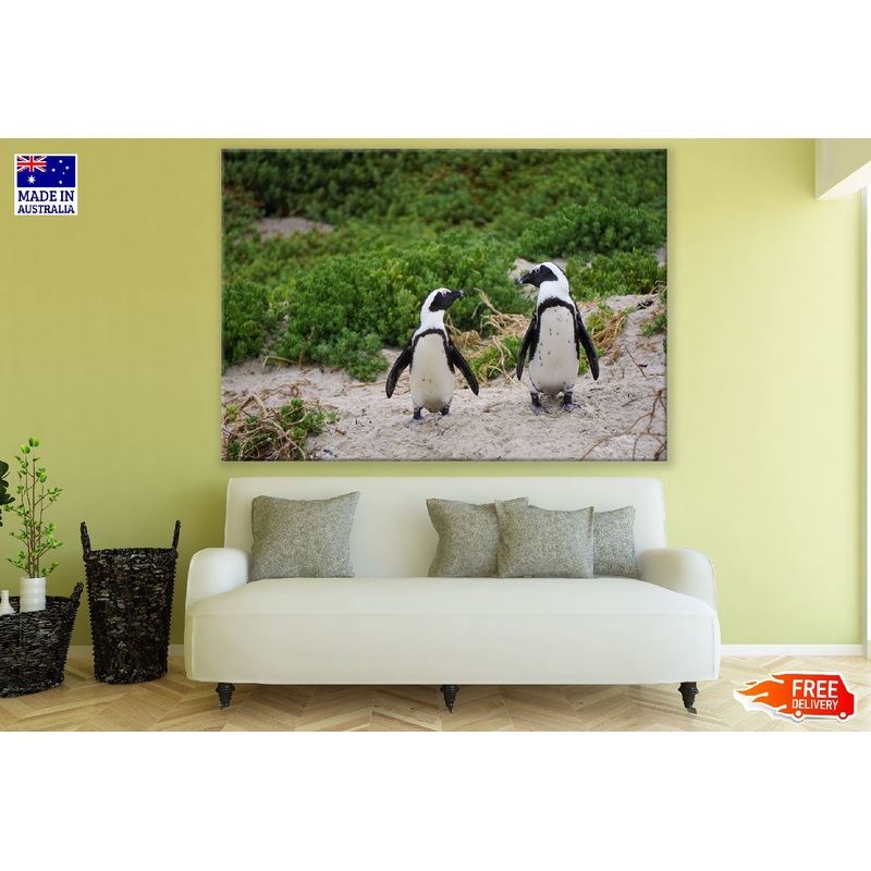African Penguins on Valley Closeup Photograph Print 100% Australian Made