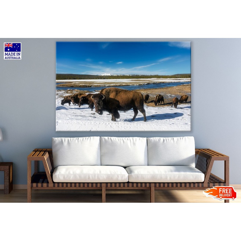 American Bison on Yellowstone National Park Print 100% Australian Made