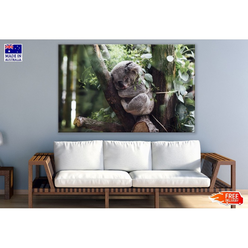 Baby Koala Bear on a Tree Photograph Print 100% Australian Made