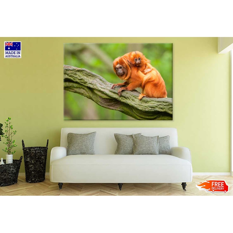 Baby Orange Tamarin & Mom View Photograph Print 100% Australian Made